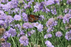 Butterfly, Flowers, Moab, BumbleBar, BumbleBars