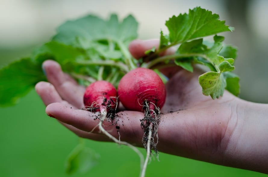 Radish, Gardening, Garden, BumbleBar