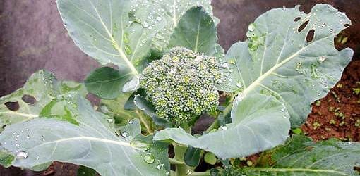 Broccoli, Gardening, Garden, BumbleBar