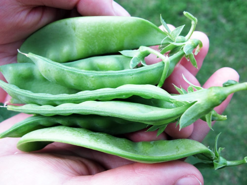 Peas, BumbleBar, Garden, Gardening