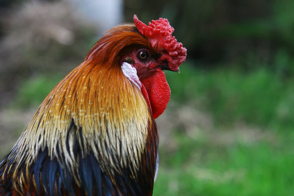 Chinese New Year 2017 Rooster 