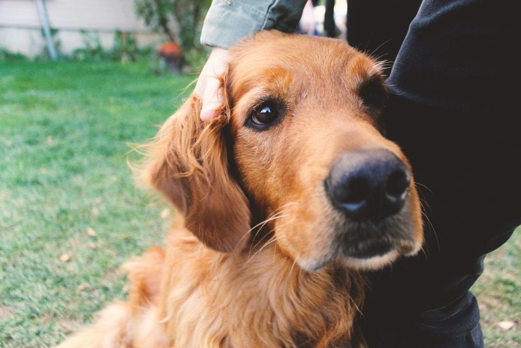 Green Bluff, Golden Retriever, Dog, Cute Dog, Spokane, Washington, PNW