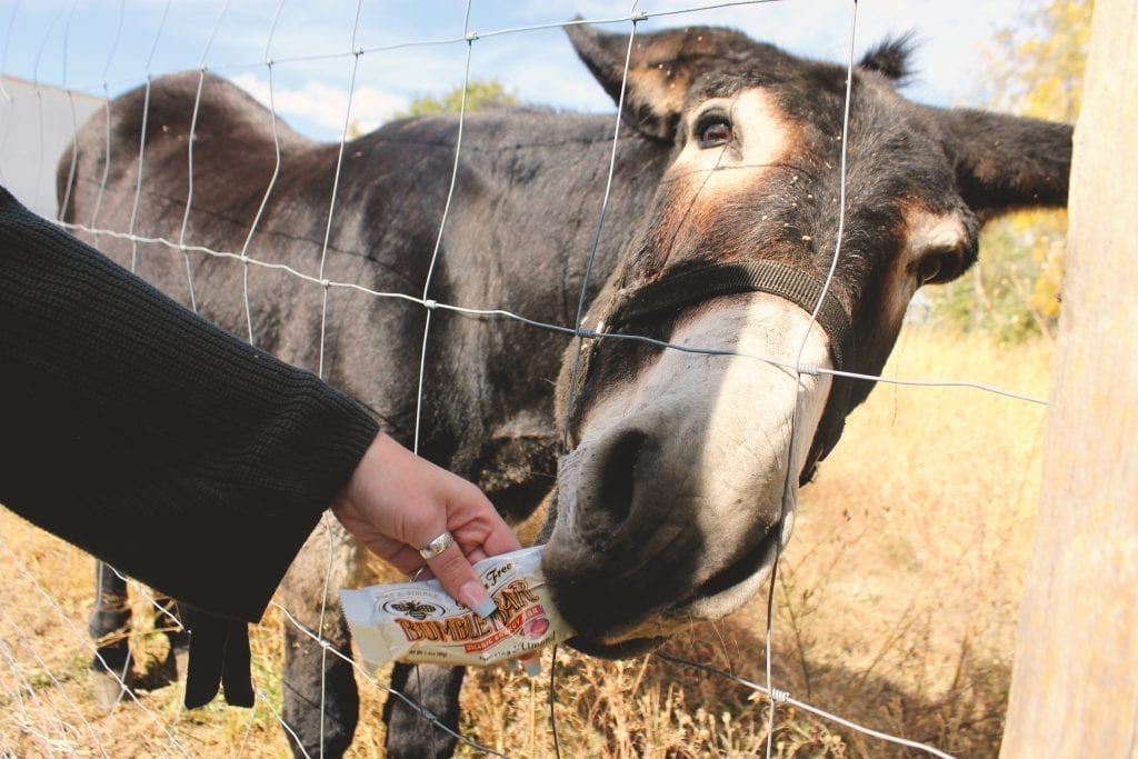 Cute, Green Bluff, Donkey, Mule, Animal, Cute Animal, BumbleBar, Almond, Amazing Almond BumbleBar, Spokane, Washington, PNW, Farms, Farm, Farm Animal