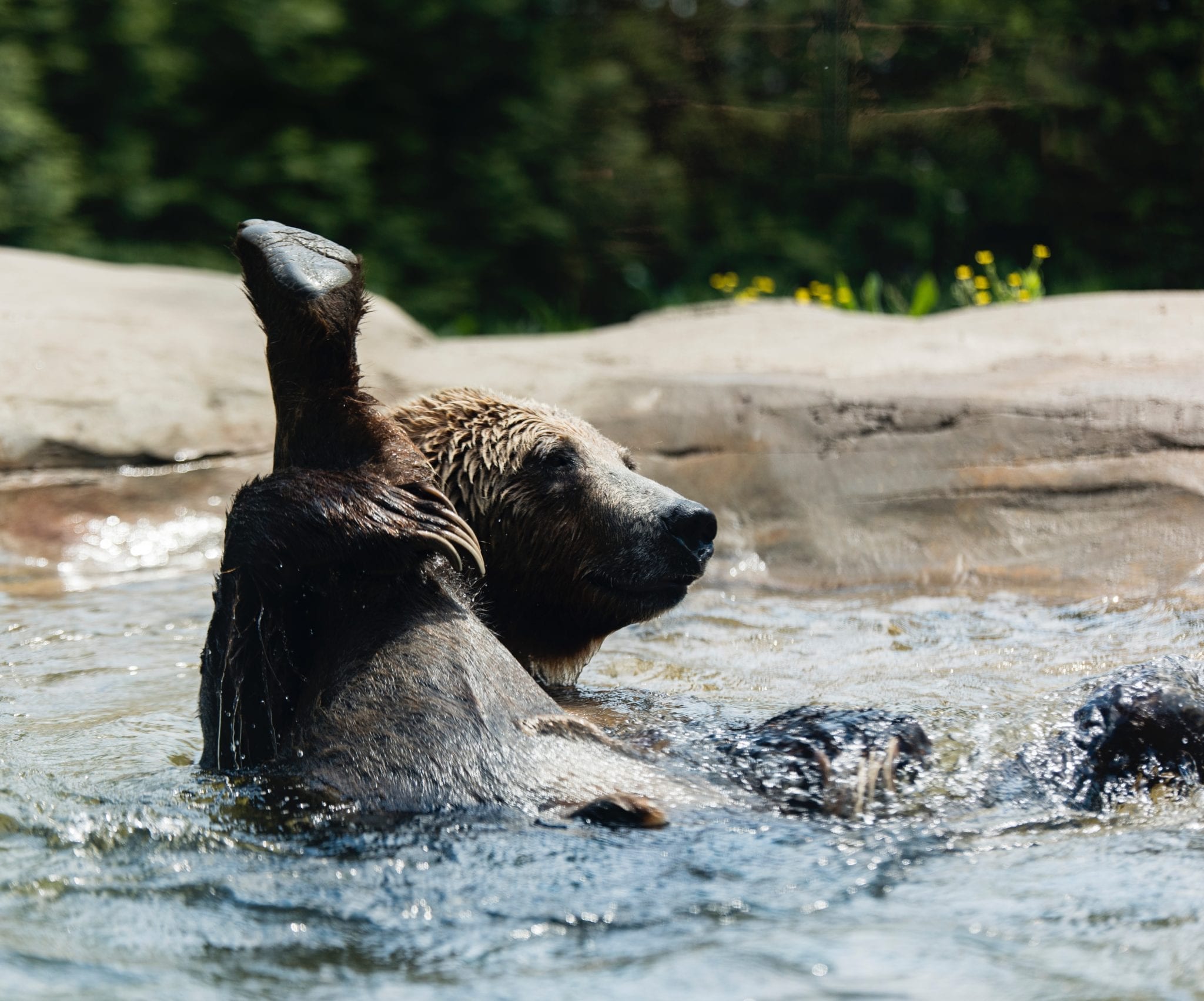 BumbleBar, Vegan,  Gluten-Free, Spokane, Washington, Energy Bars,  Energy Bars, Winter, Cold, Indoor Activities, Things to Do, Bear, Bear in the River, Bear Bath, River, Photography