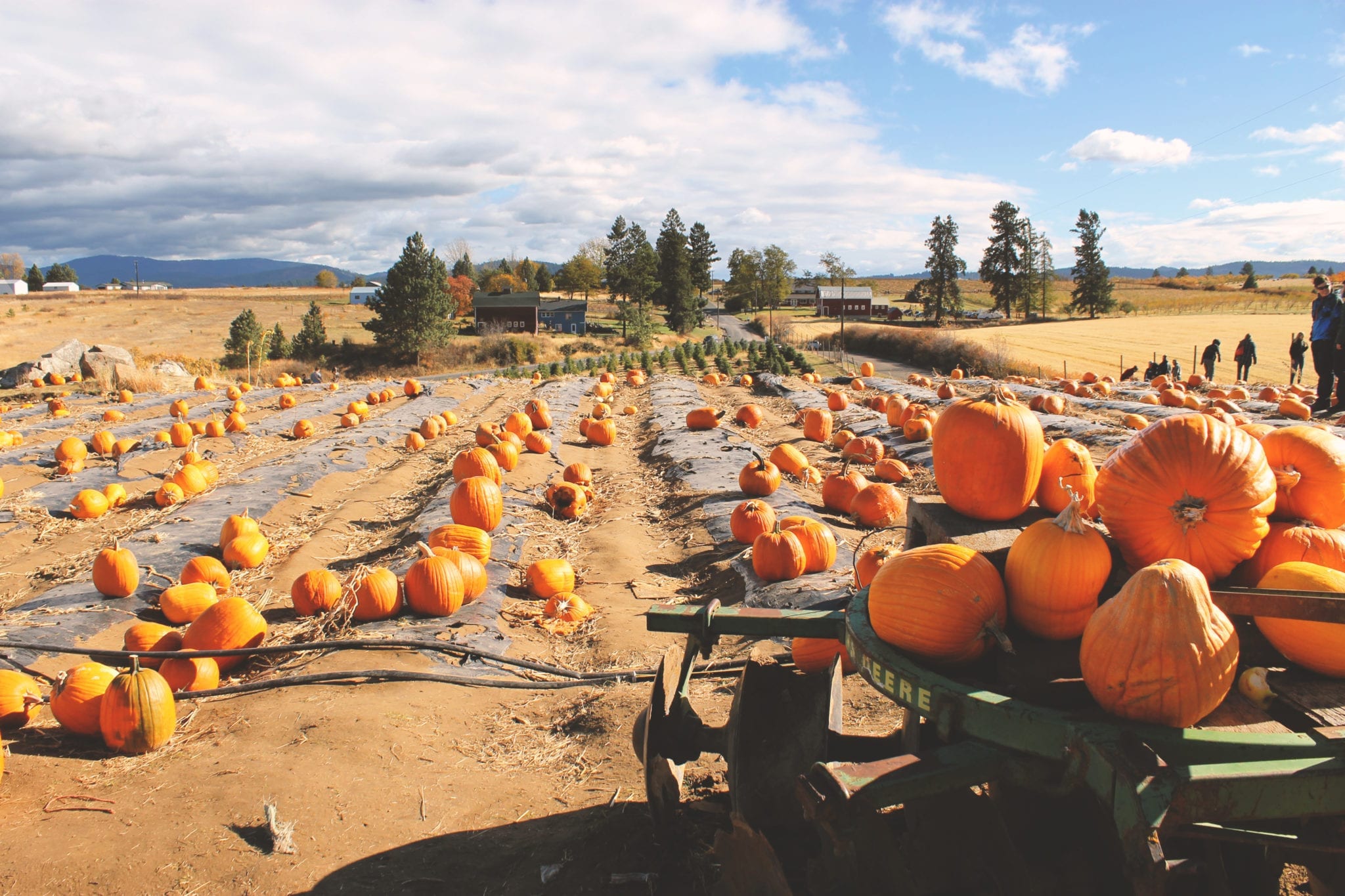 Greenbluff, Greenbluff Growers, Washington, Spokane, BumbleBar, WA, PNW, Pumpkin Patch