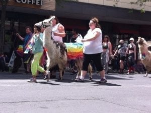Spokane Pride Parade marchers walk with a rainbow-flag-carrying llama through downtown.