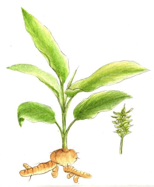 The turmeric plant has lance-shaped leaves and yellow flowers, with the herb rhizome as the root.