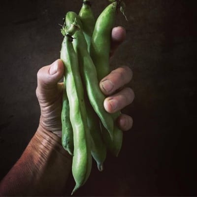 A farmer grasps a bundle of fava beans.
