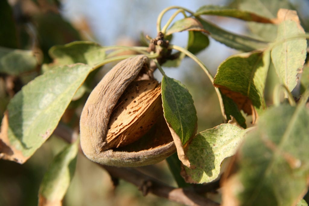 Organic almonds on almond tree inside husk