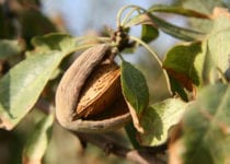 almonds on almond tree inside husk