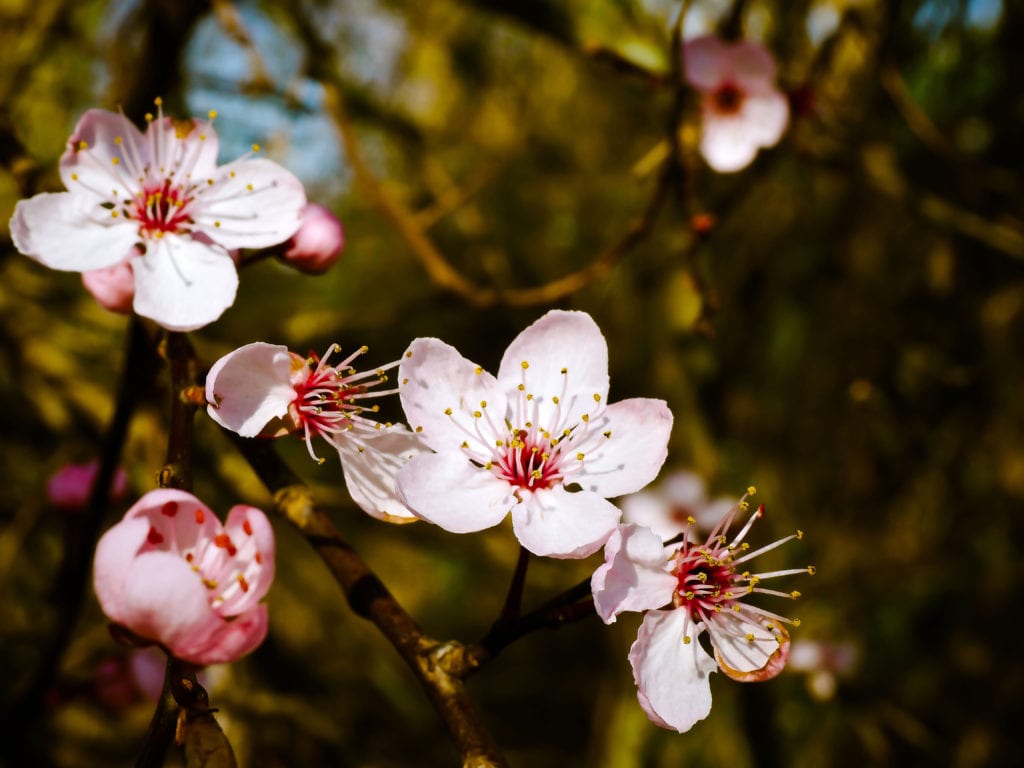  almond blossoms on an almond tree